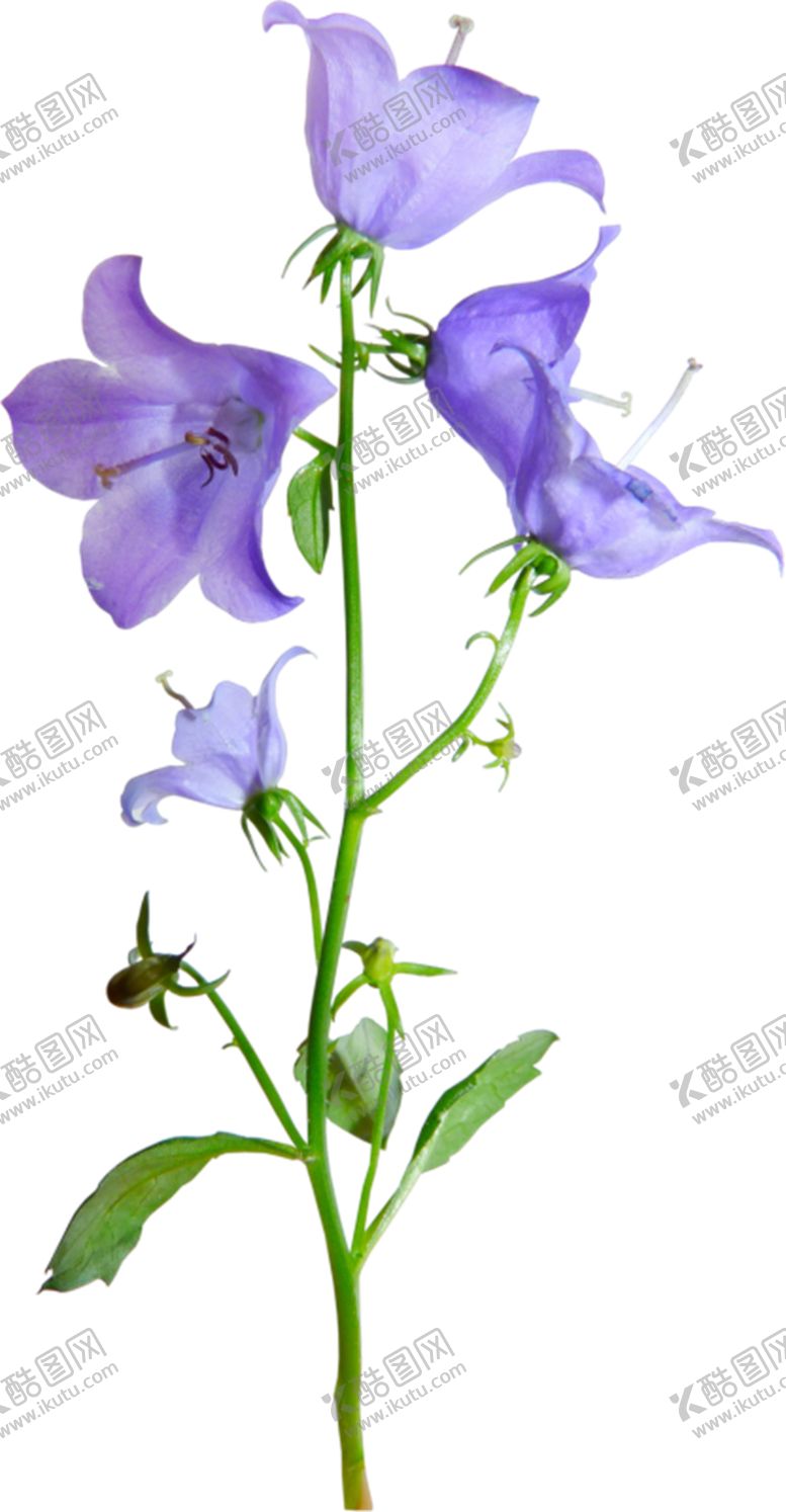 编号：53926409270500036949【酷图网】源文件下载-风铃草