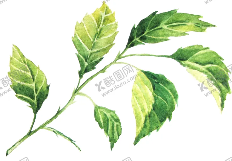 编号：96926309110544511970【酷图网】源文件下载-彩绘枝叶