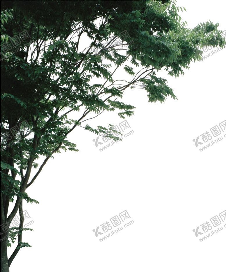 编号：96983302040301399765【酷图网】源文件下载-压角树
