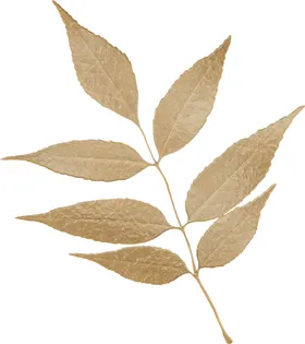 叶子相框物件宫廷古典