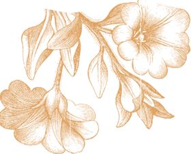 花朵花蕾树叶复古清新插画素材