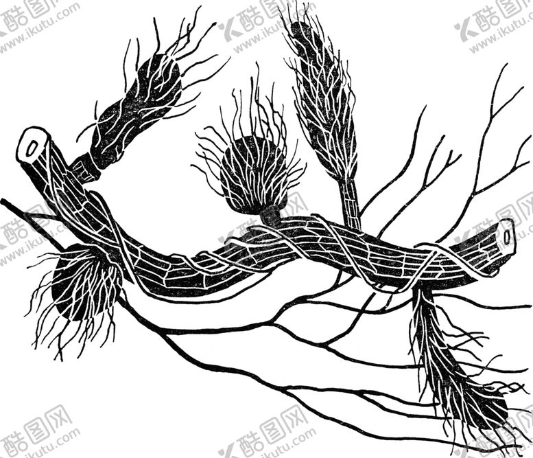 编号：23868009211300294835【酷图网】源文件下载-黑白手绘植物
