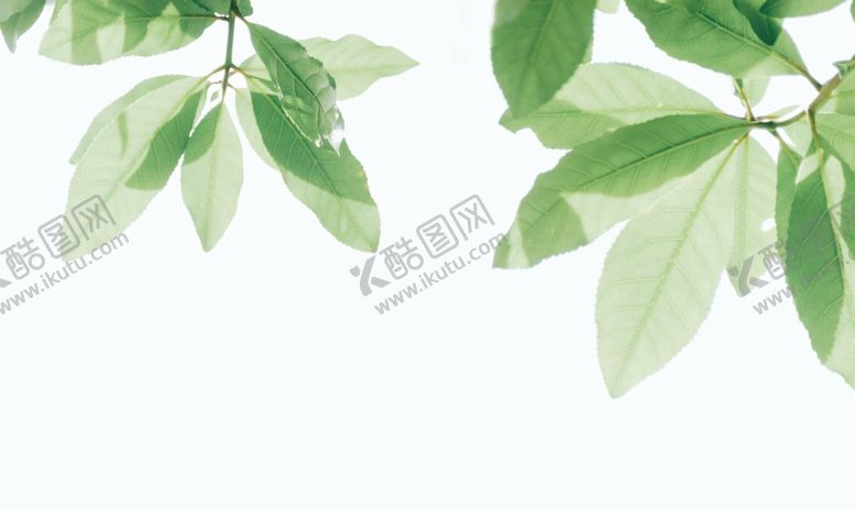 编号：93661211300227371519【酷图网】源文件下载-绿叶白色背景