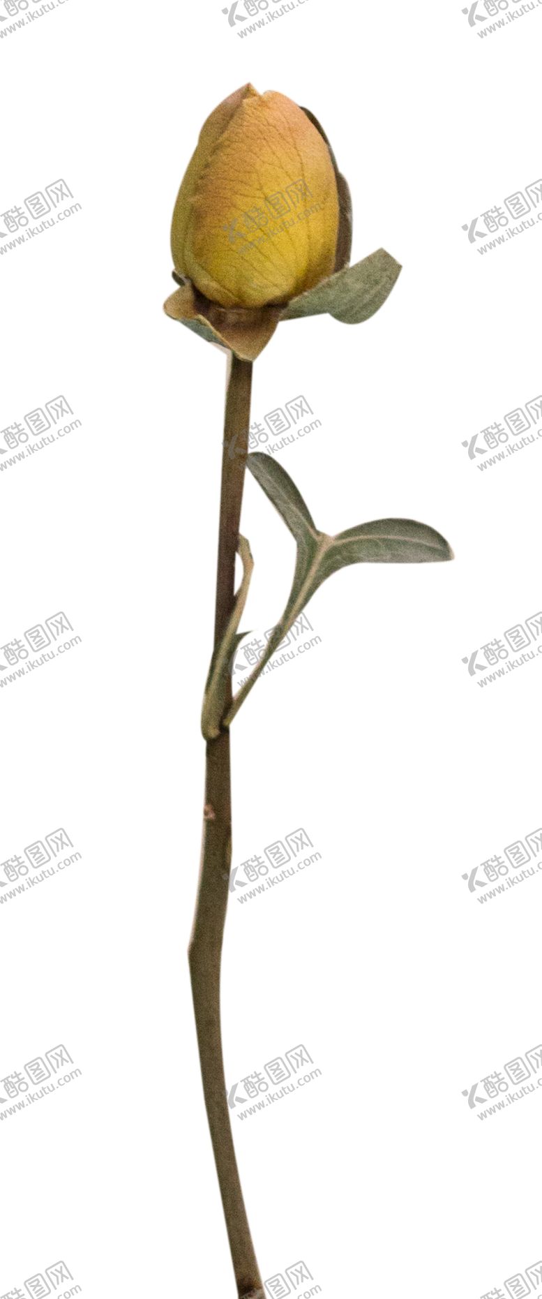 编号：80011506180139336509【酷图网】源文件下载-免抠背景干花枯花