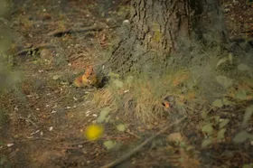 松鼠摄像野生动物陆地动物生物世界