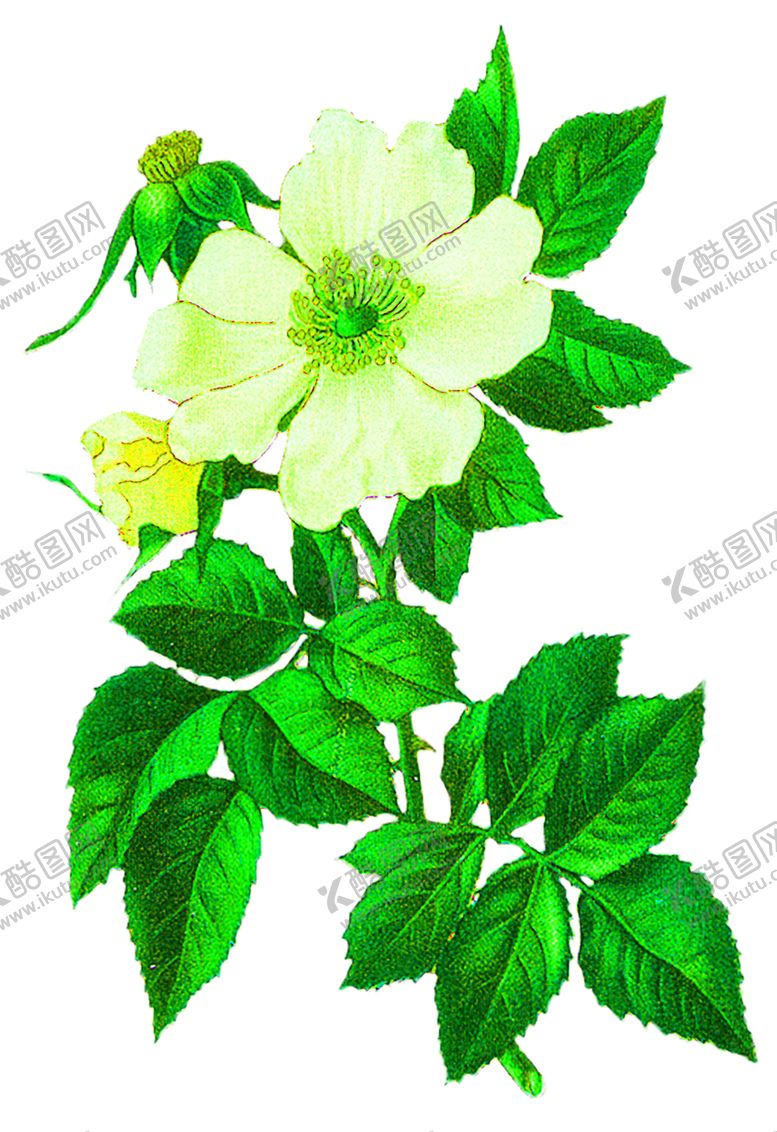 编号：28291309140304054957【酷图网】源文件下载-花素材