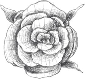 玫瑰花素描绘画