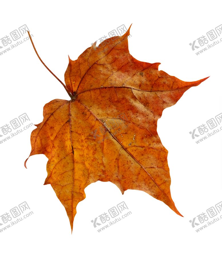 编号：80287911011137585716【酷图网】源文件下载-枫叶
