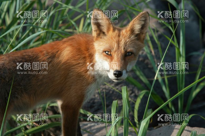 编号：40604112210812176778【酷图网】源文件下载-狐狸