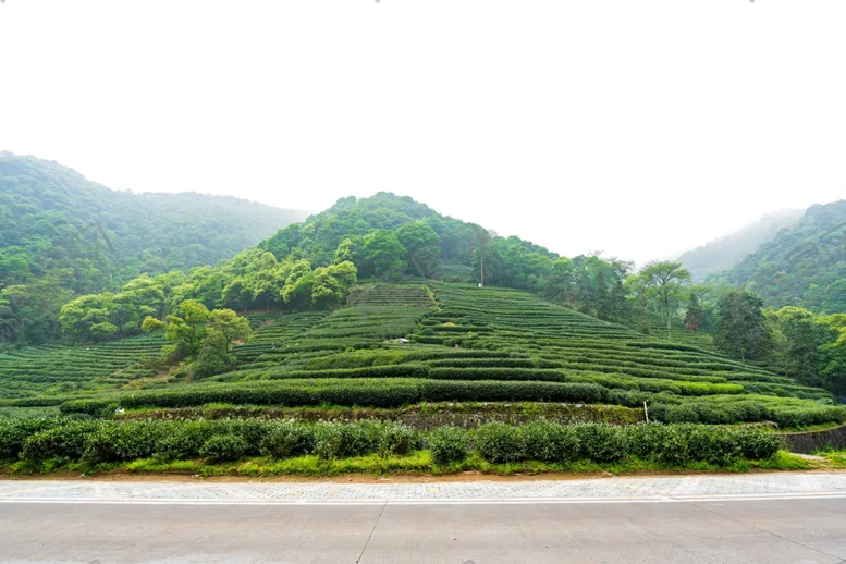 编号：92678906260122469905【酷图网】源文件下载-茶园绿色清新高山海报素材