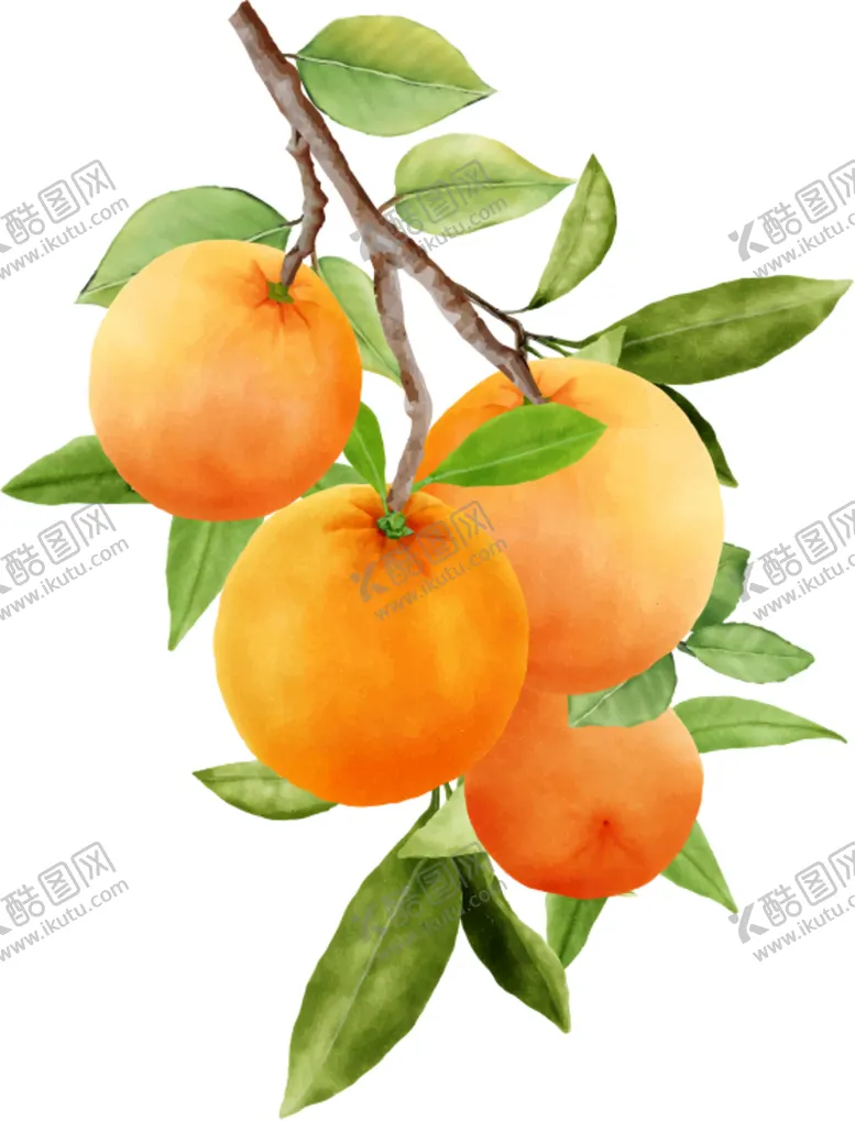 编号：79810509191149253647【酷图网】源文件下载-橙子