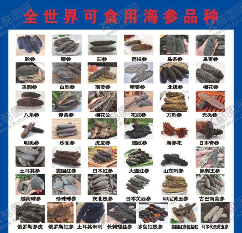 编号：28795310090905546094【酷图网】源文件下载-海参大全