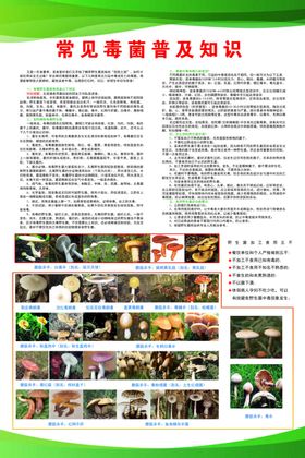 常见野生毒菌