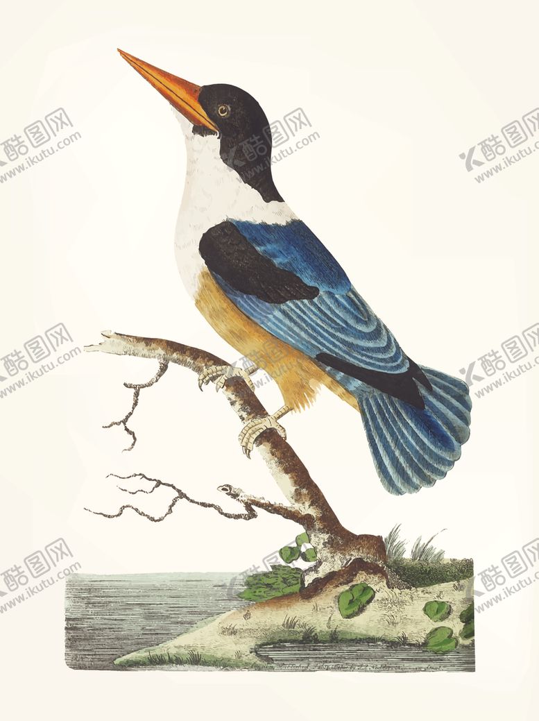 编号：10985004211611216918【酷图网】源文件下载-鸟类插画