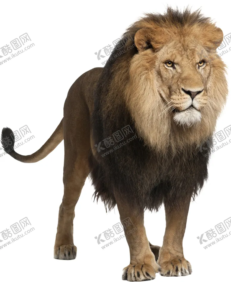 编号：93656610031959206593【酷图网】源文件下载-雄狮