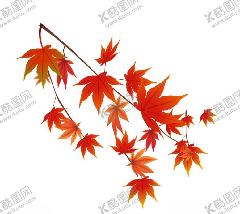 编号：79153209282332105072【酷图网】源文件下载-枫叶