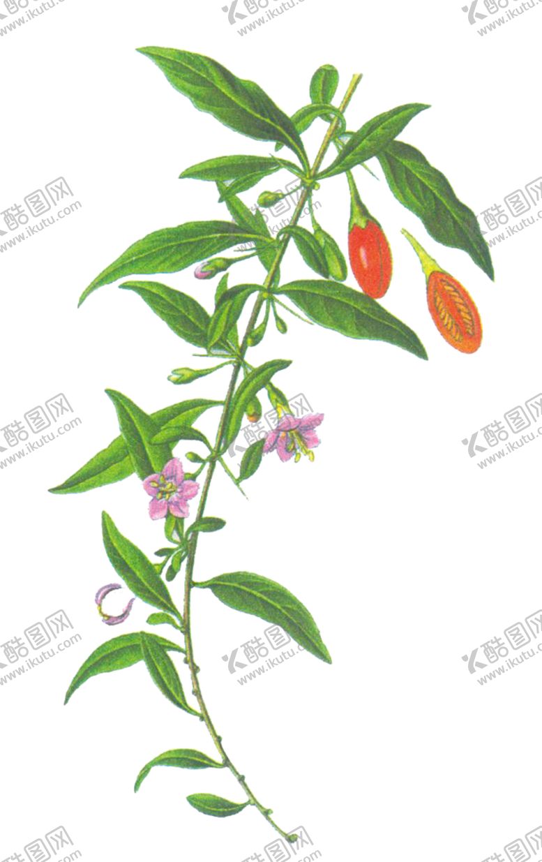 编号：33467109200850075078【酷图网】源文件下载-手绘枸杞