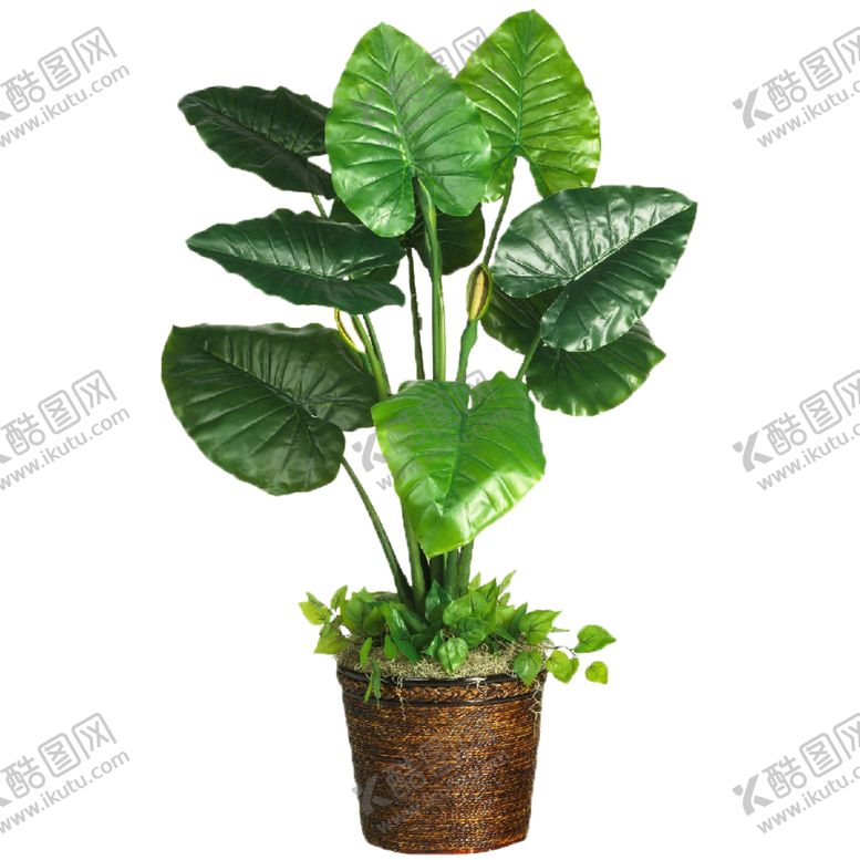 编号：63981909272340158198【酷图网】源文件下载-盆栽