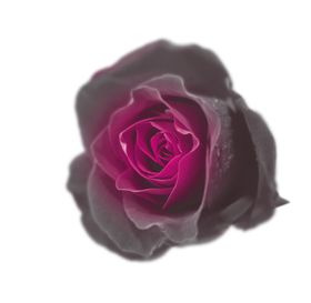 黑花
