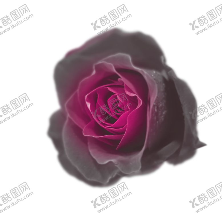 编号：71252709291440306415【酷图网】源文件下载-黑花