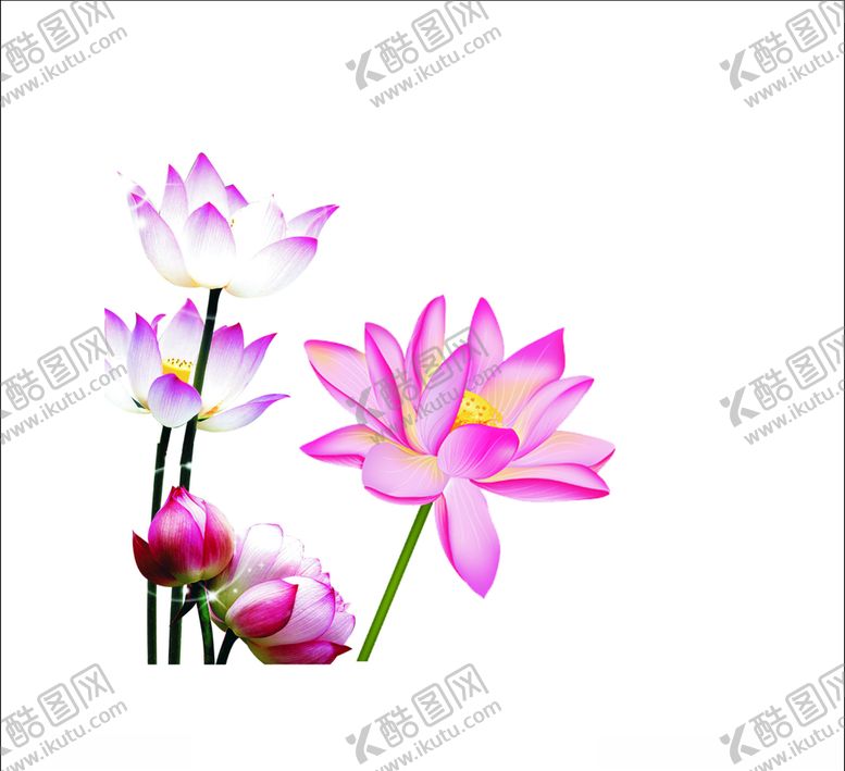 编号：24453209281958415874【酷图网】源文件下载-荷花