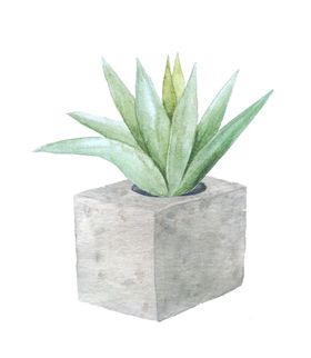 植物盆景