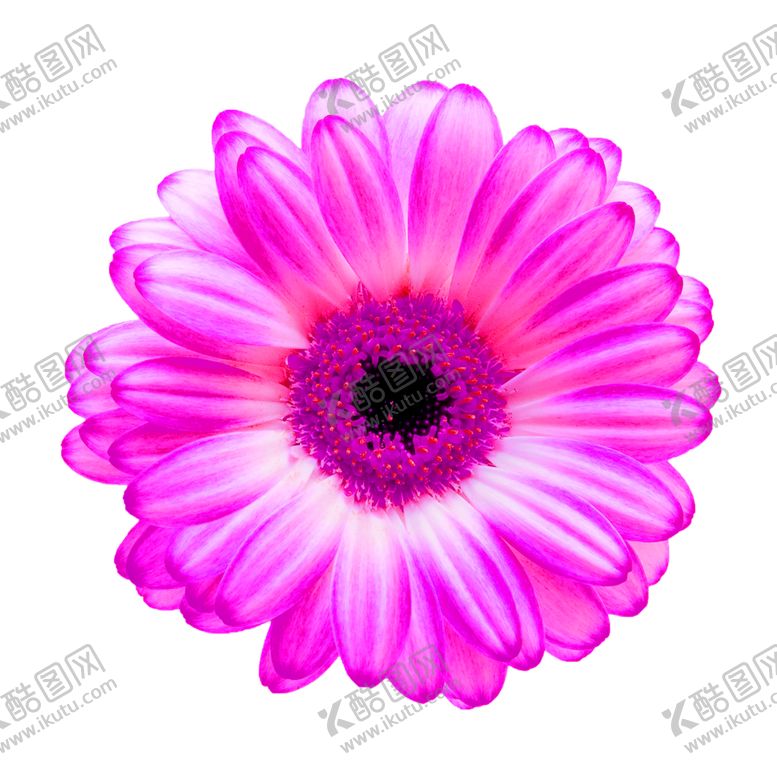 编号：98887410282209531358【酷图网】源文件下载-鲜花素材