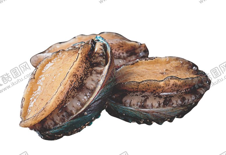 编号：92825809300250542826【酷图网】源文件下载-活冻鲍鱼