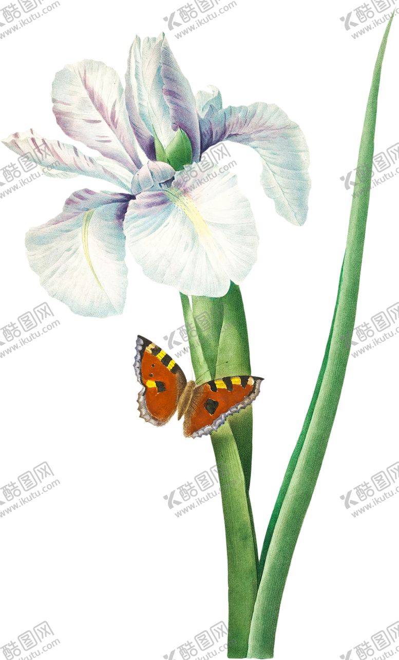 编号：92562902201654492248【酷图网】源文件下载-手绘花草植物图片