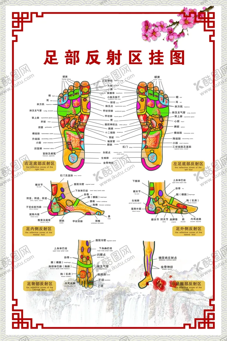 编号：77234903290800087916【酷图网】源文件下载-足部反射区