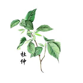 草本植物药材图片