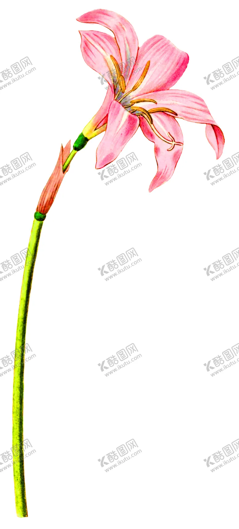编号：22162706300832489212【酷图网】源文件下载-鲜花装饰