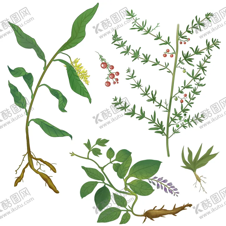 编号：19036204252228517246【酷图网】源文件下载-草本植物药材