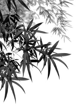 装饰素材绿色植物元方形画人物