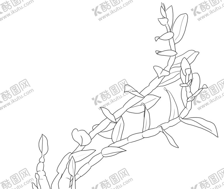 编号：71171905151144191537【酷图网】源文件下载-石斛