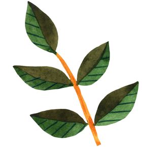 手绘植物叶片