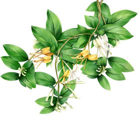 金银花