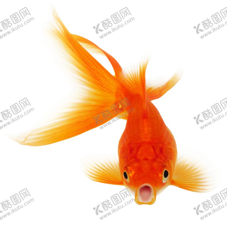 编号：18267904171307581878【酷图网】源文件下载-金鱼