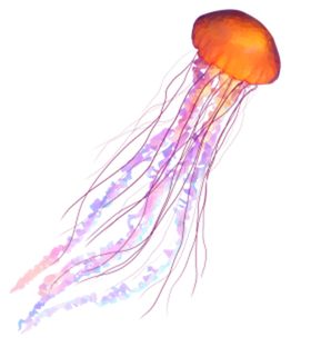 水母