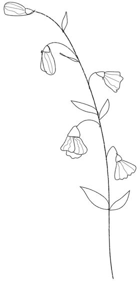 手绘植物花卉森系枝森系草文艺风