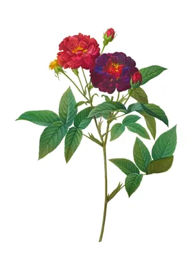 野生玫瑰花