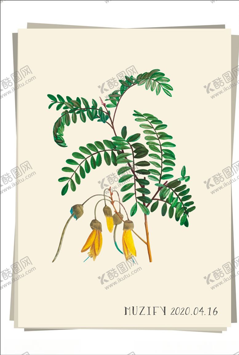 编号：41783109092222262174【酷图网】源文件下载-黄花夹竹桃植物图鉴