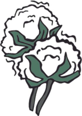 棉花
