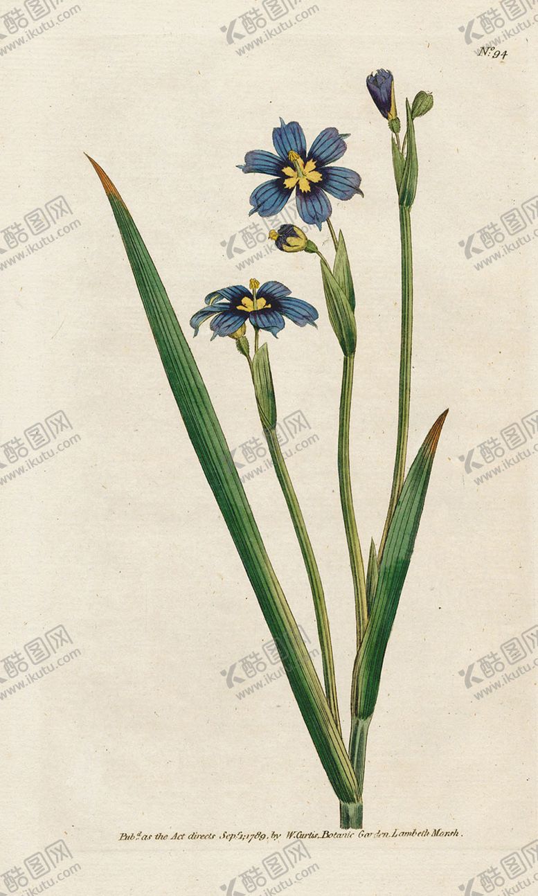 编号：12715405130438417260【酷图网】源文件下载-欧式复古色调花朵植物
