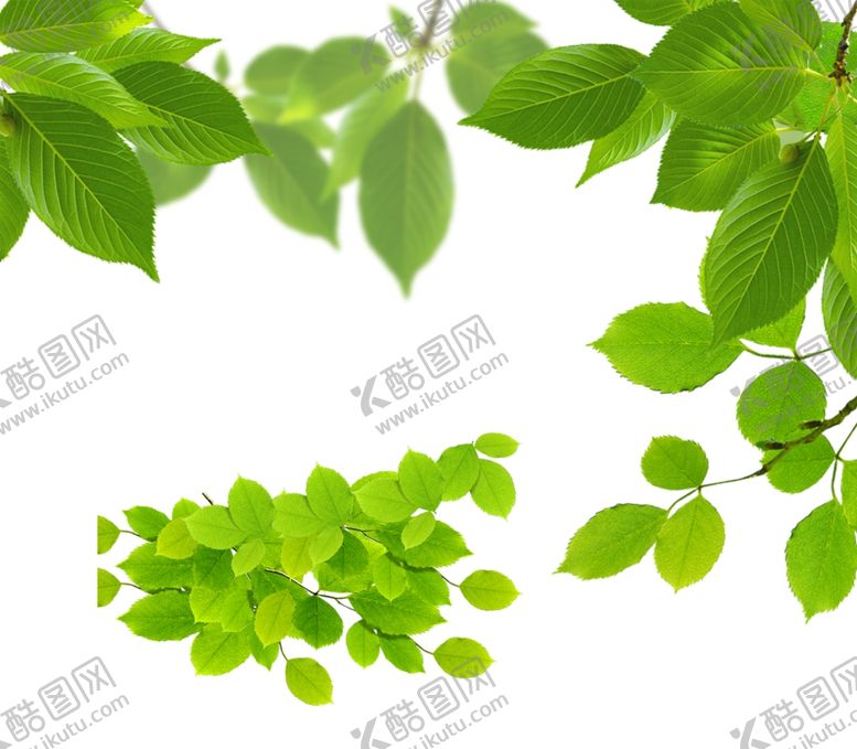 编号：77835707010444534953【酷图网】源文件下载-树叶