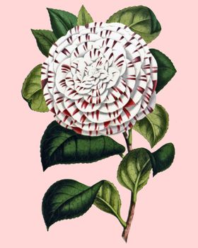 花卉植