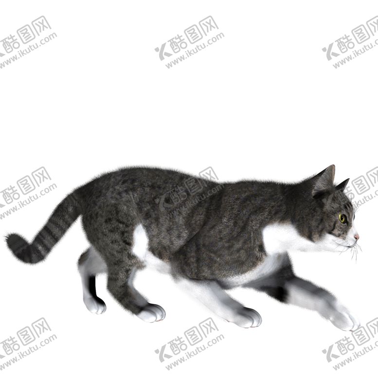 编号：99441906290355325933【酷图网】源文件下载-黑猫