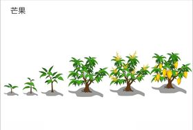 芒果生长周期矢量图