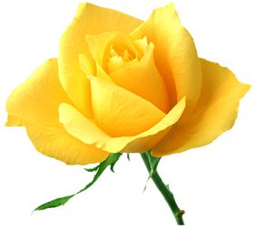 月季花