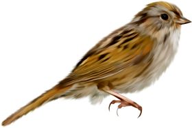 麻雀